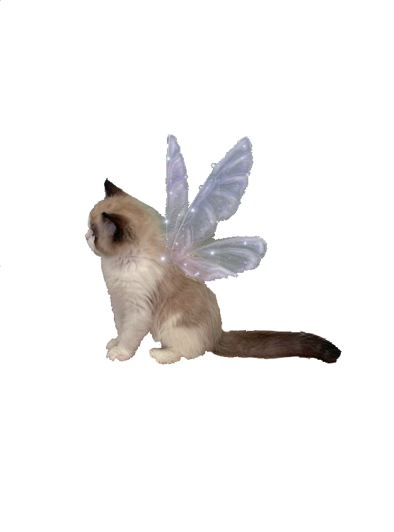 fairycat2-2